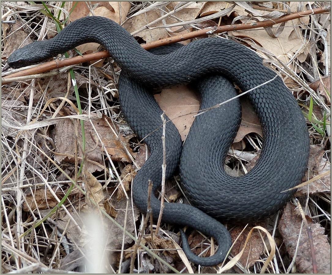 Желтый полоз в Ростовской области