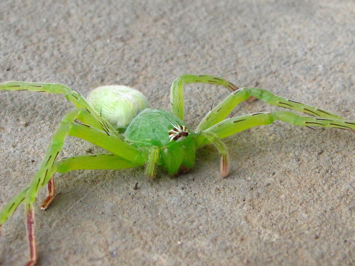 Травяной паук зеленый