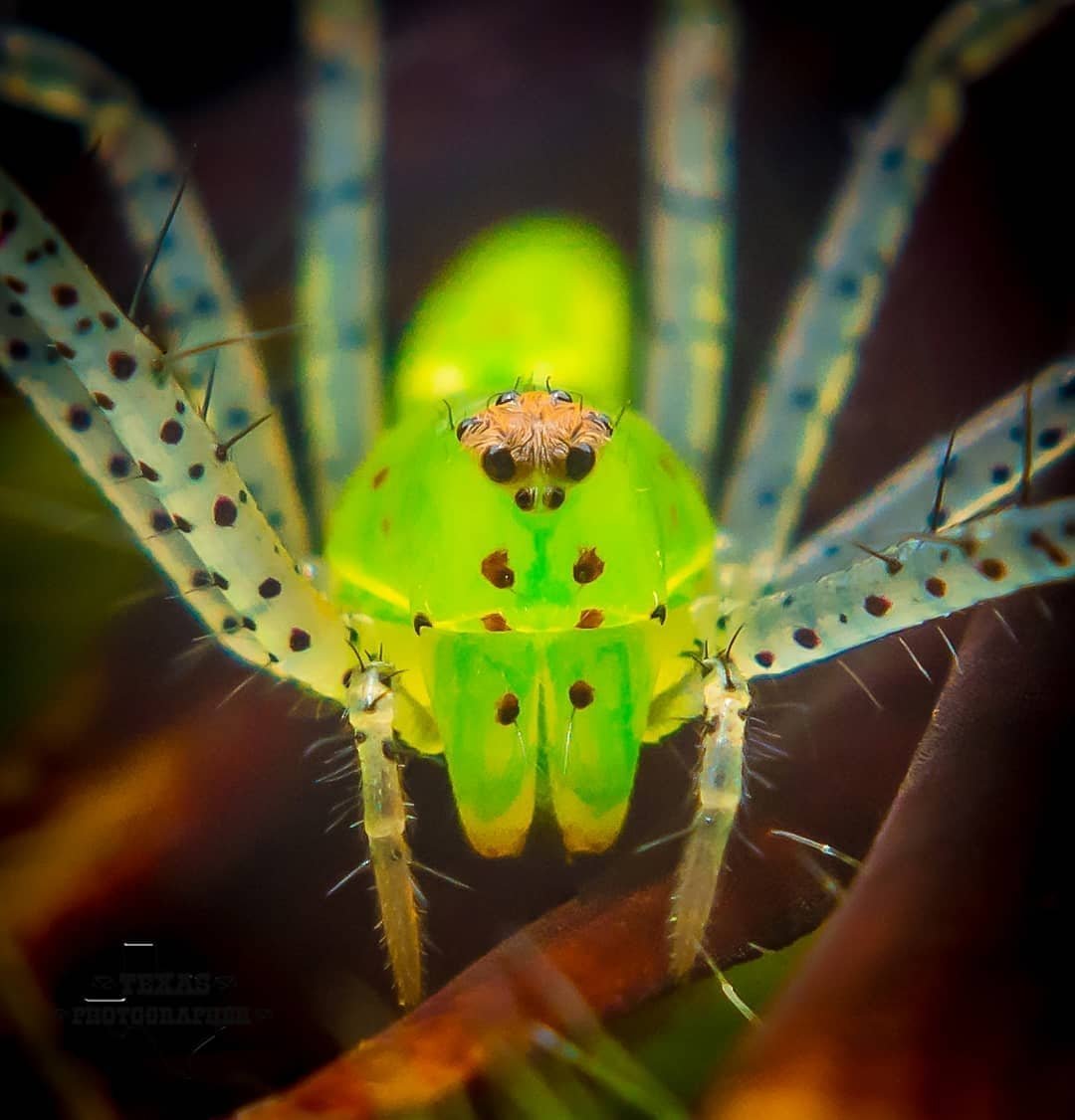 Восьминогие насекомые