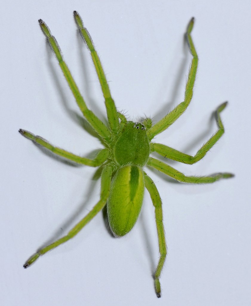 Micrommata virescens