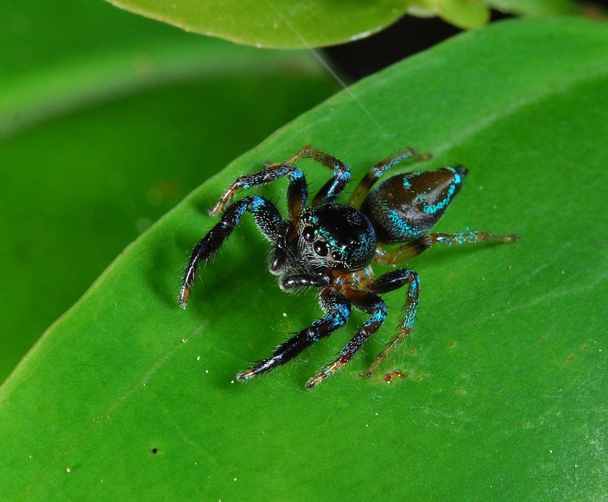Паук скакун зеленый