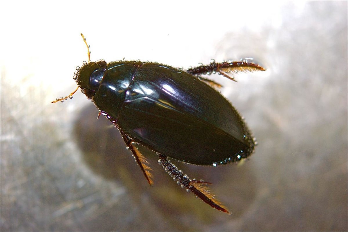 Жук водолюб