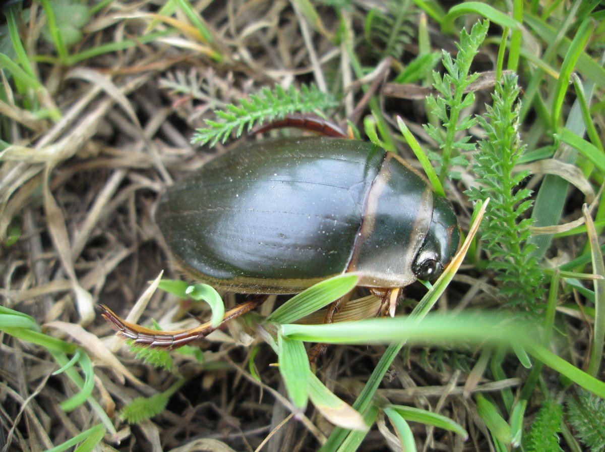 Водяной Жук-плавунец