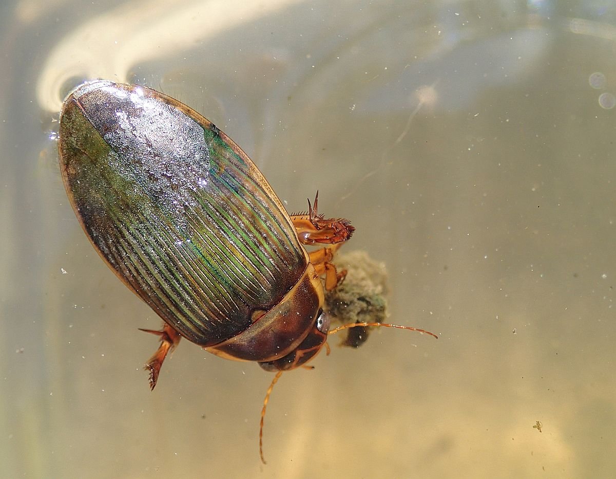 Навозный Жук носорог