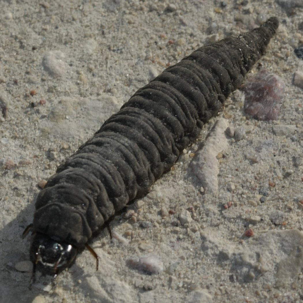 Личинка жука водолюба