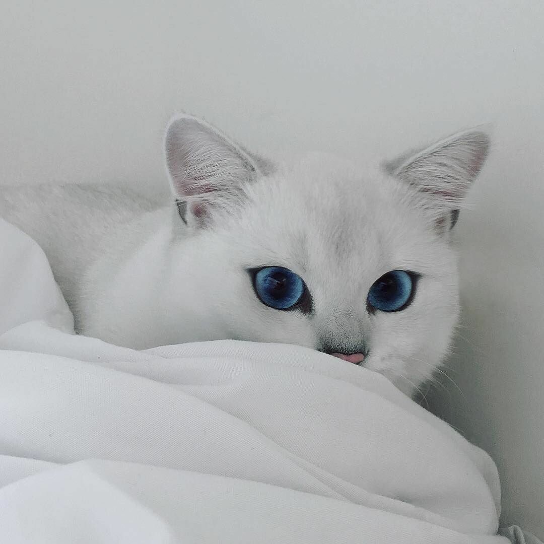 Бурмилла шиншилла