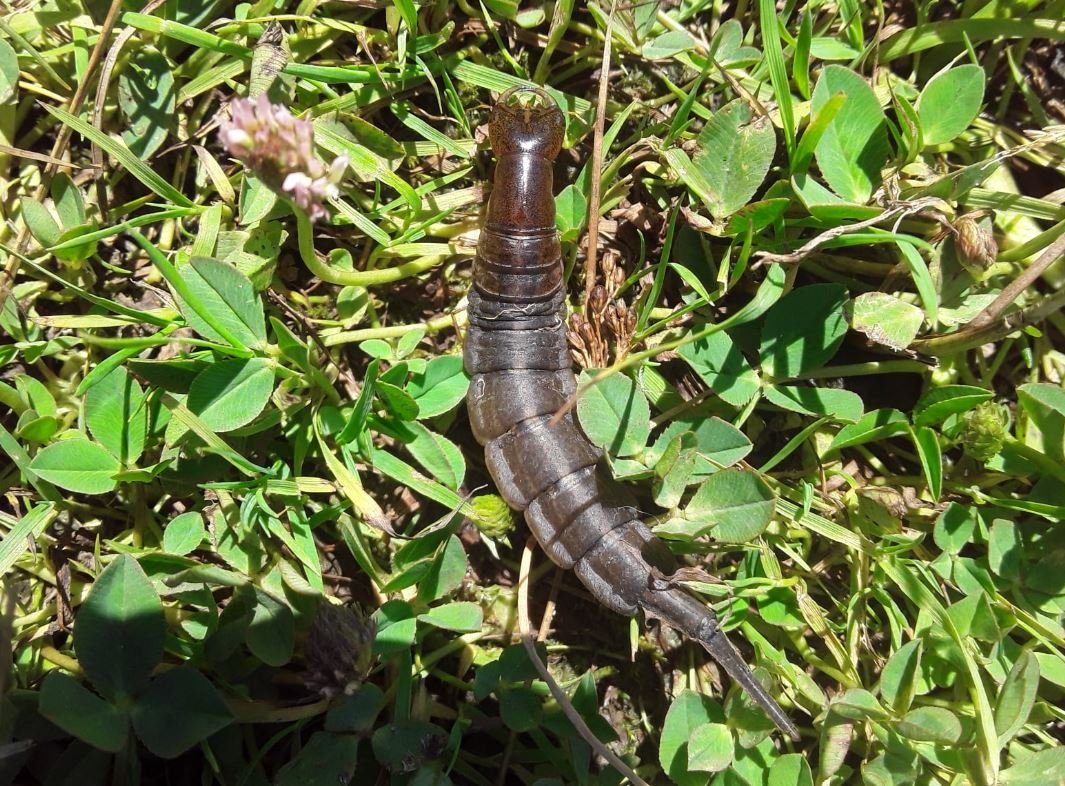 Уховертка острова Святой Елены