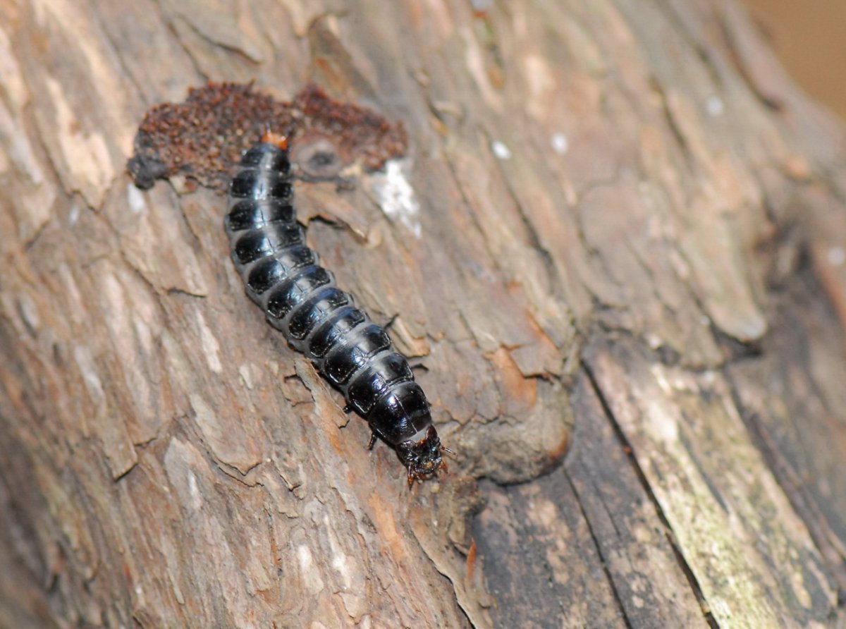 Личинка жука водолюба личинка жука плавунца