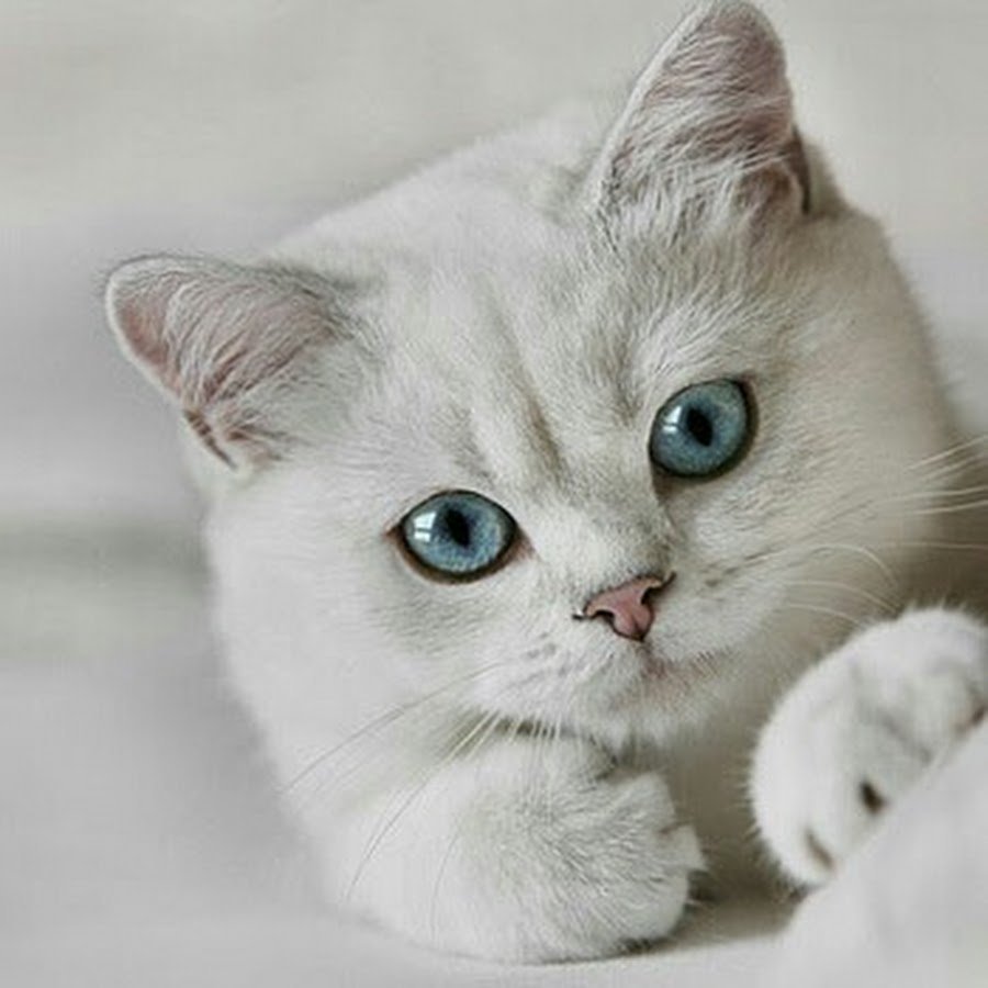 Белый плюшевый кот с голубыми глаза и