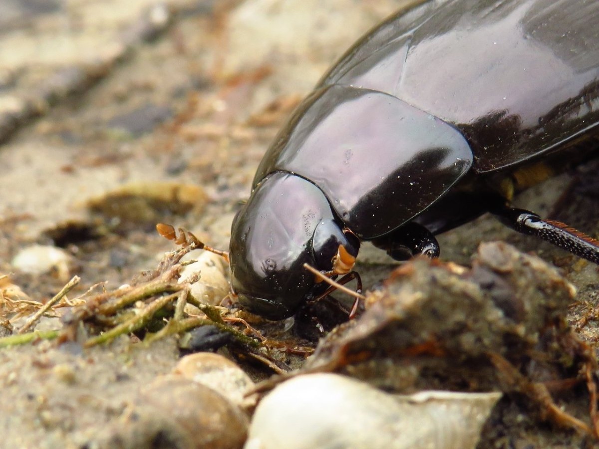 Жук черный водолюб