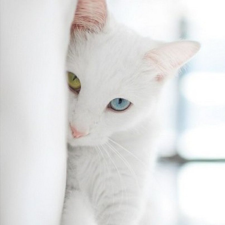 Белая кошка со стрелками на глазах