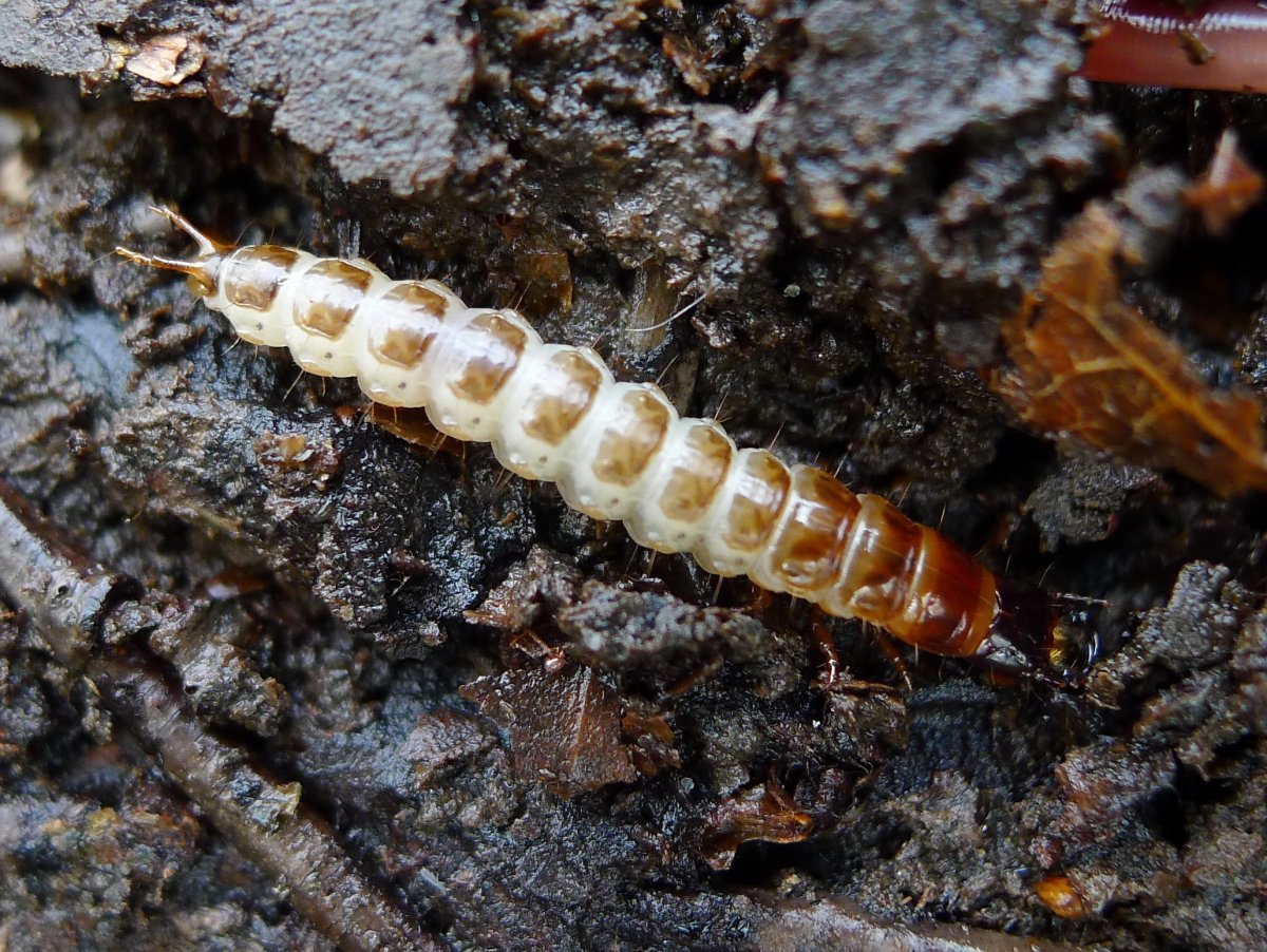 Личинка жука жужелицы