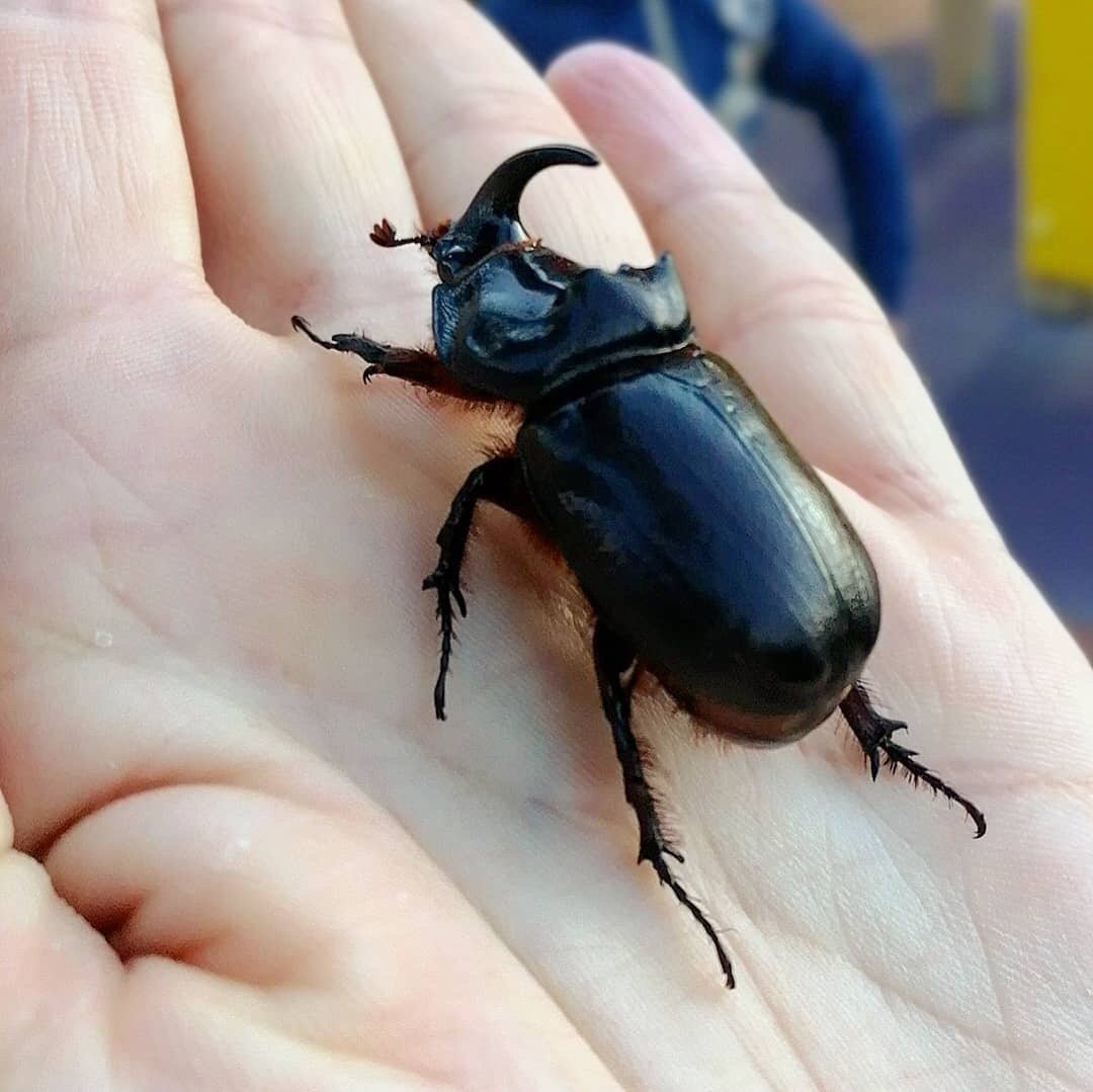 Жук-плавунец Dytiscus marginalis