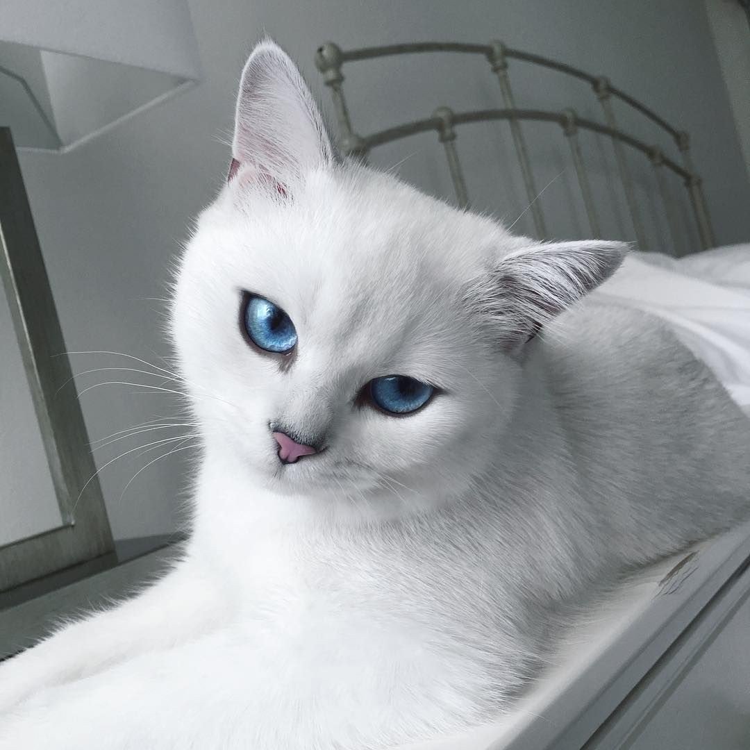 Алтайская голубоглазая кошка