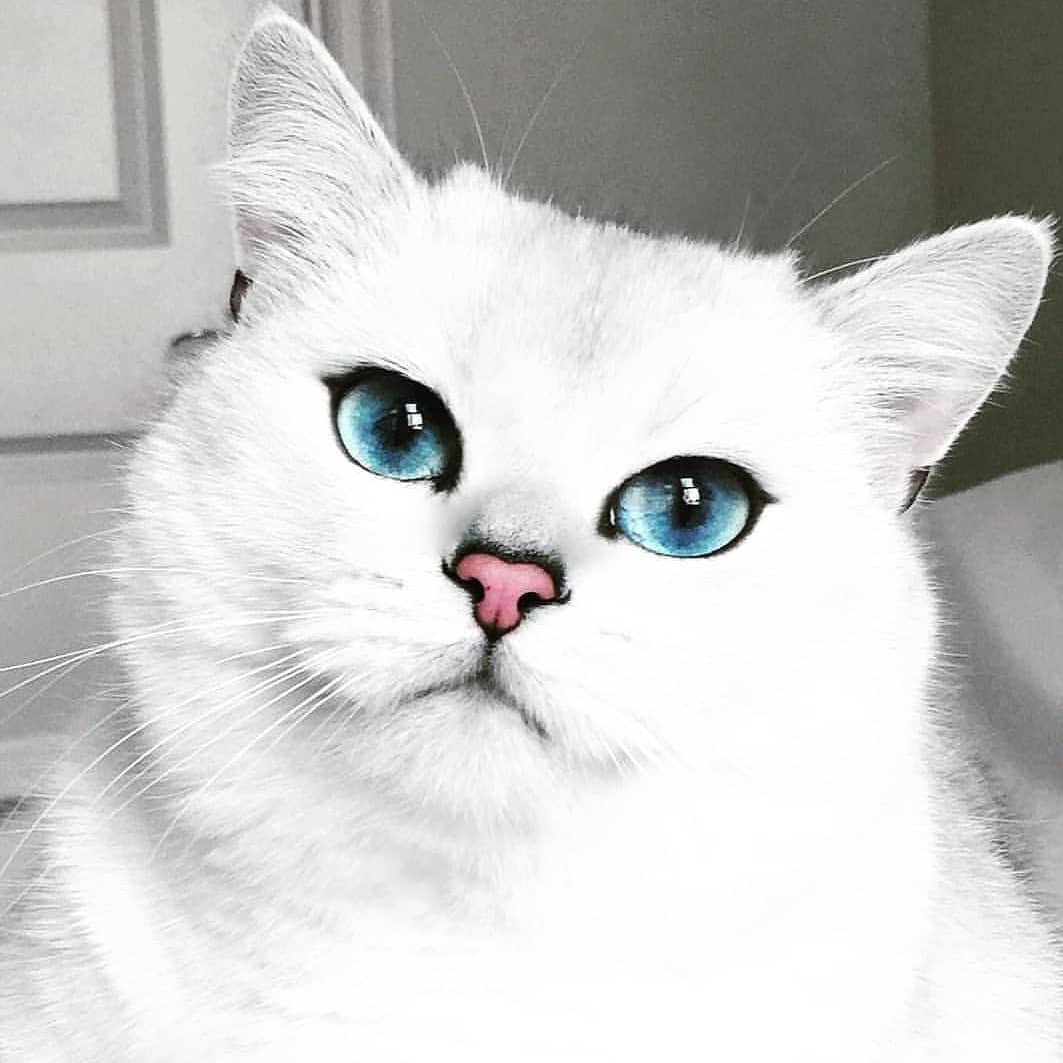Коты с красивыми глазами