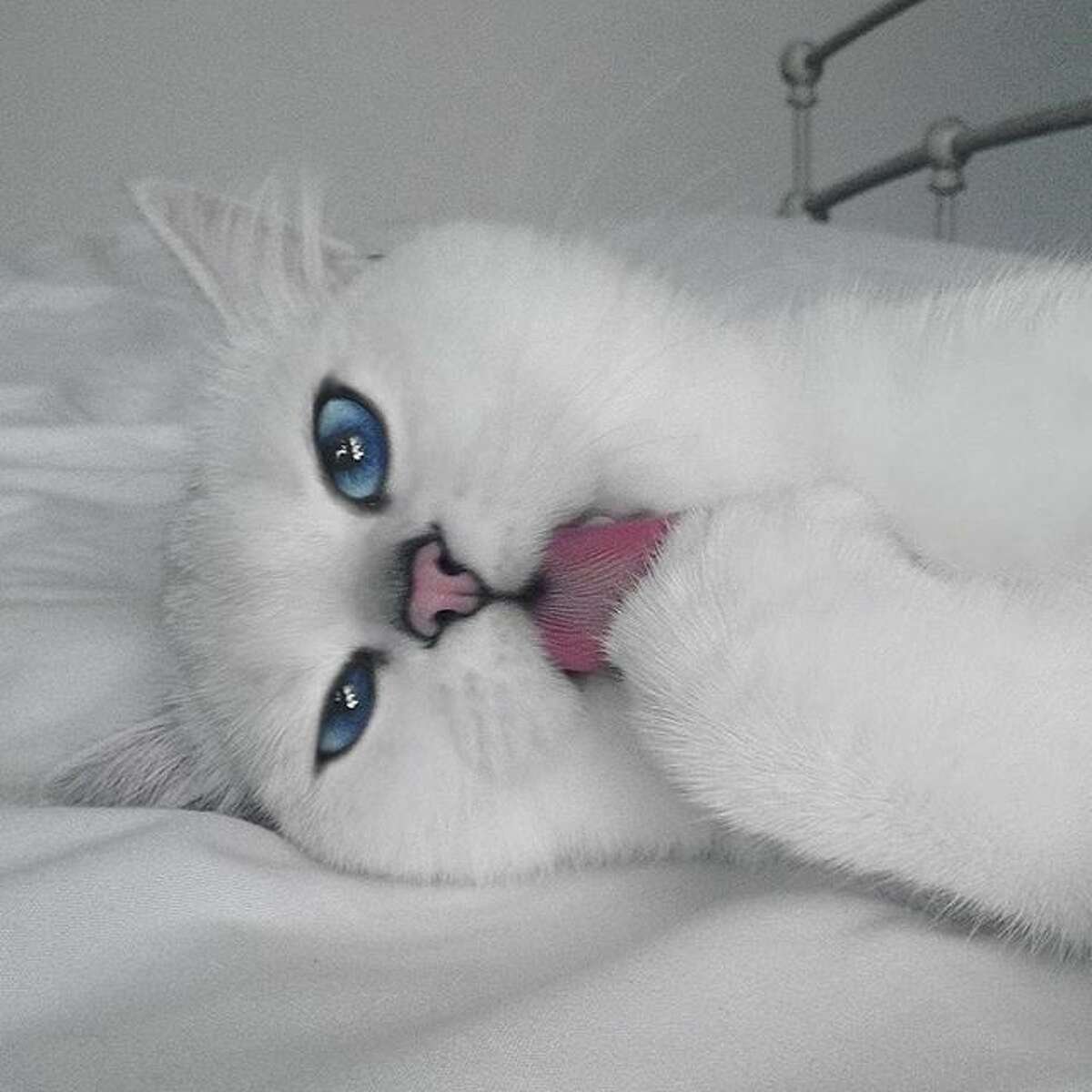 Белый котик с голубыми глазами