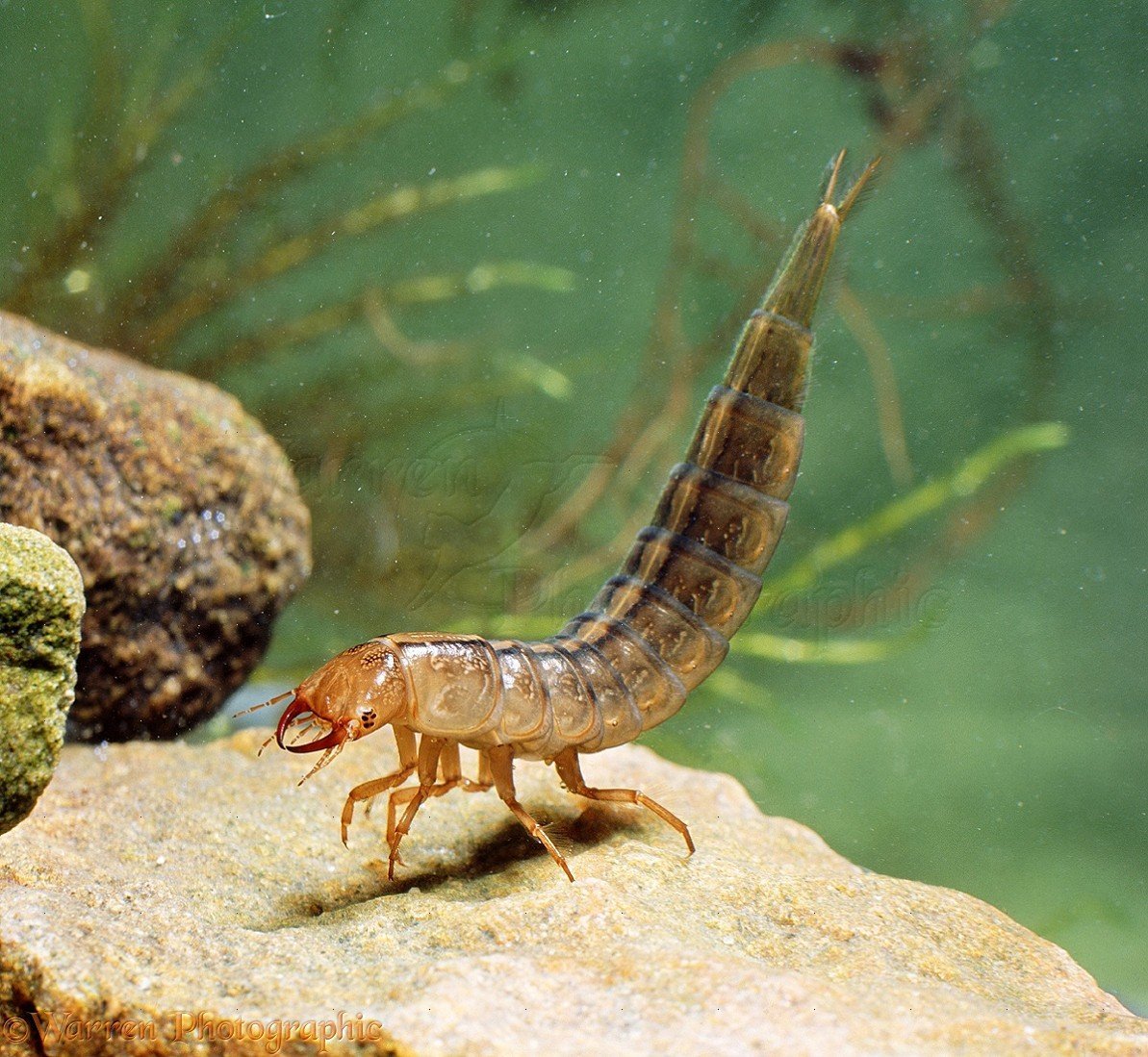 Личинка жука плавунца