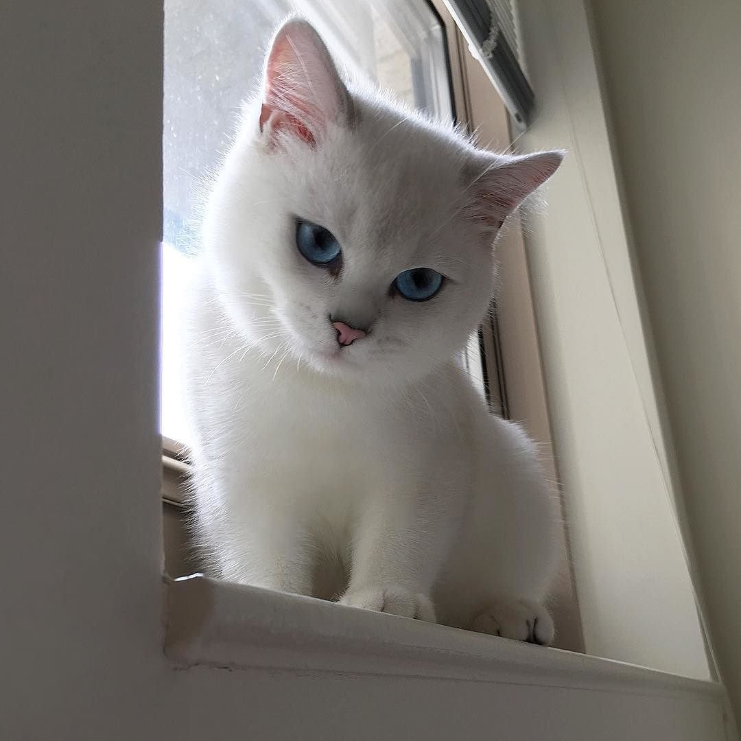 Белая голубоглазая кошка Коби