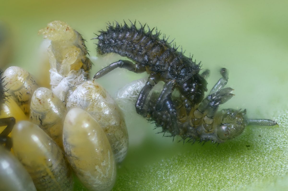 Божья коровка яйца личинки