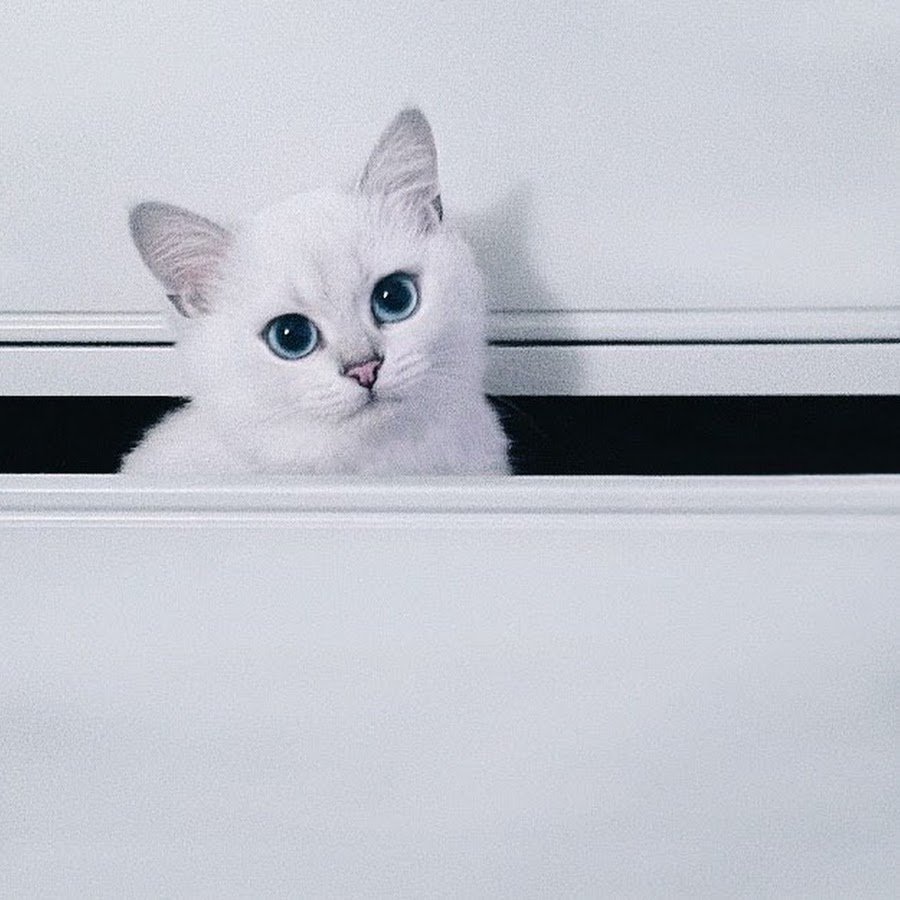 Белая кошка с голубыми глазами