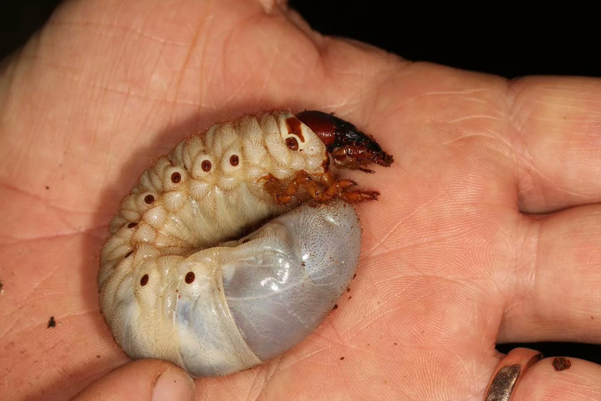 Жук-носорог личинка хрущ