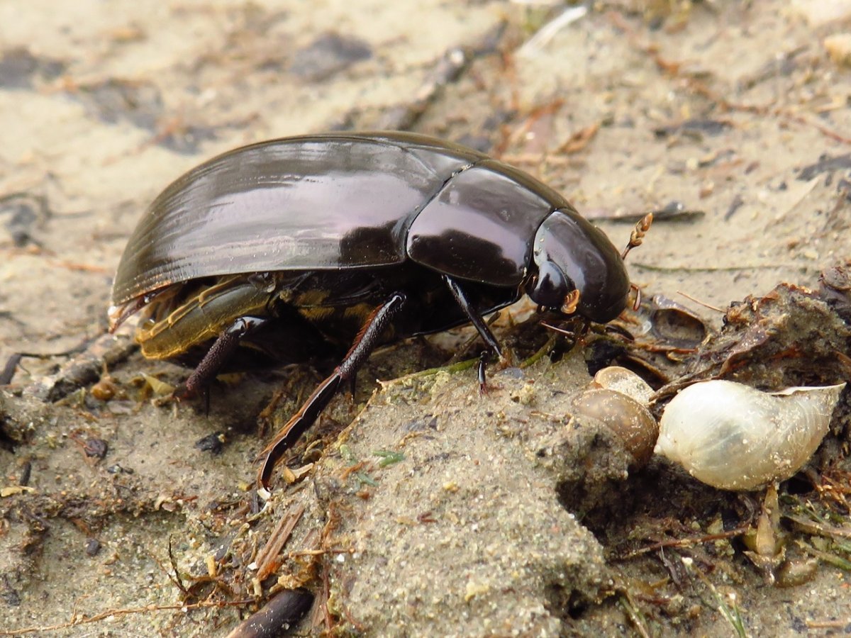 Жук большой черный водолюб
