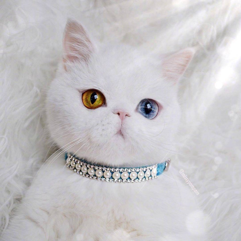 Микаэла и кошка