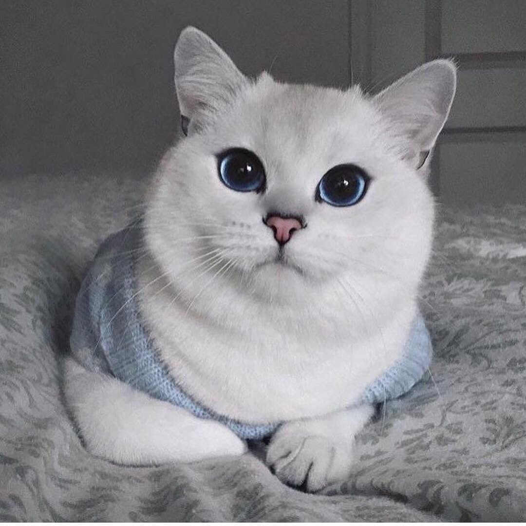 Британская шиншилла Уоби