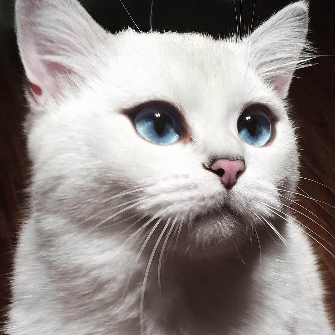 Кот Коби Британская шиншилла