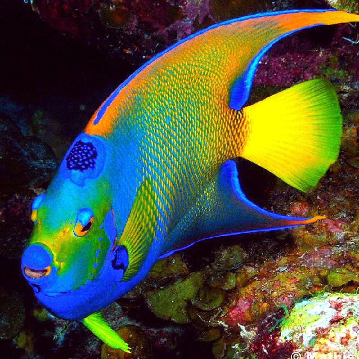 Яркие Пресноводные рыбки