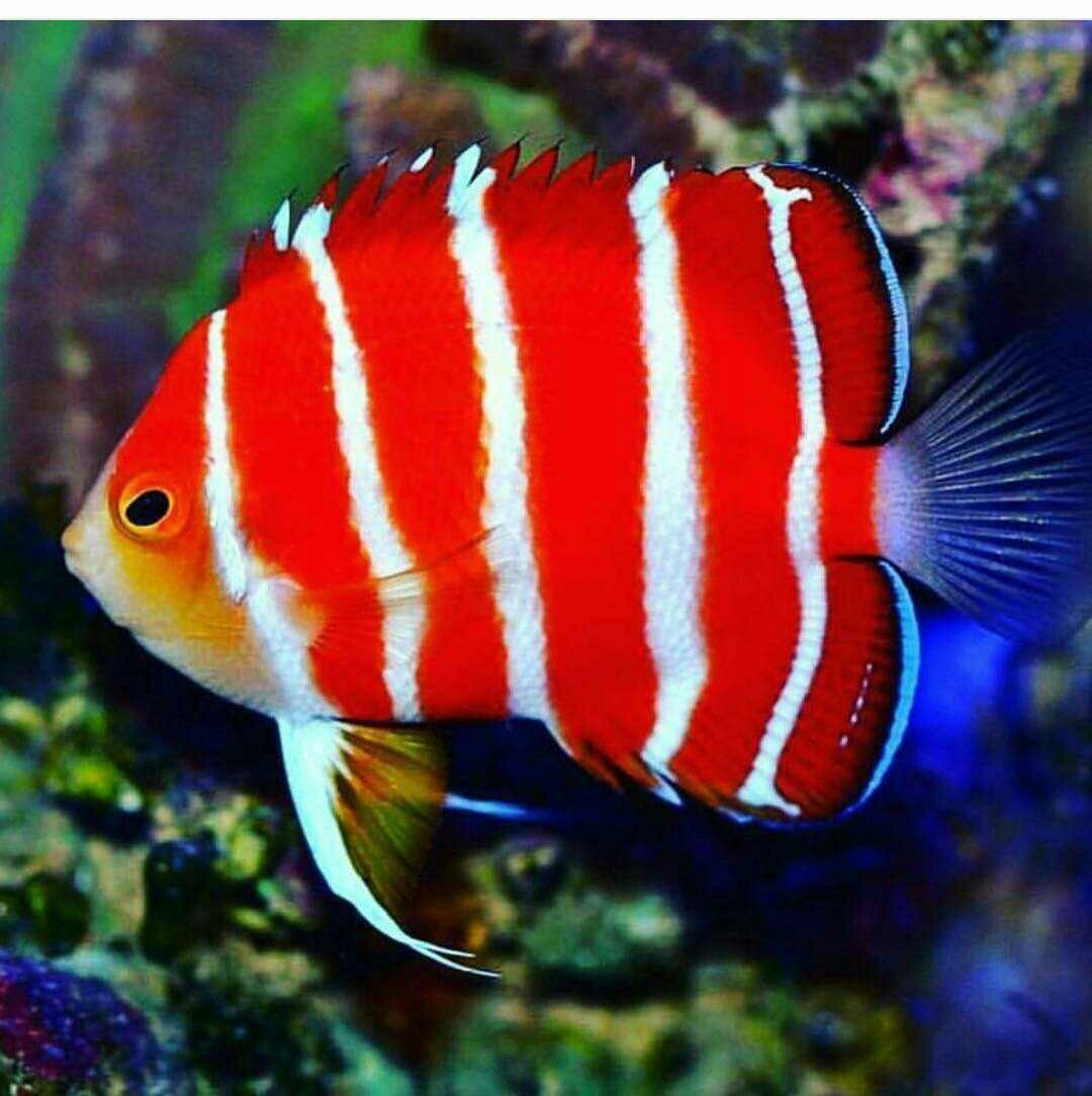 Экзотические аквариумные рыбки