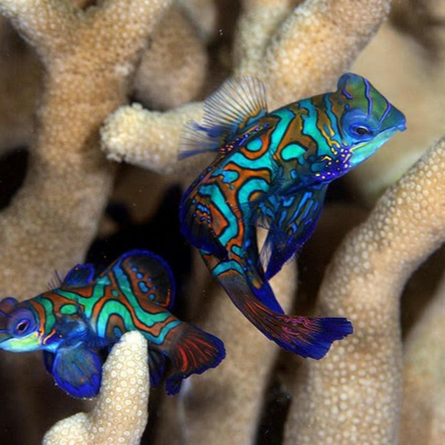 Мандаринка глазчатая рыба