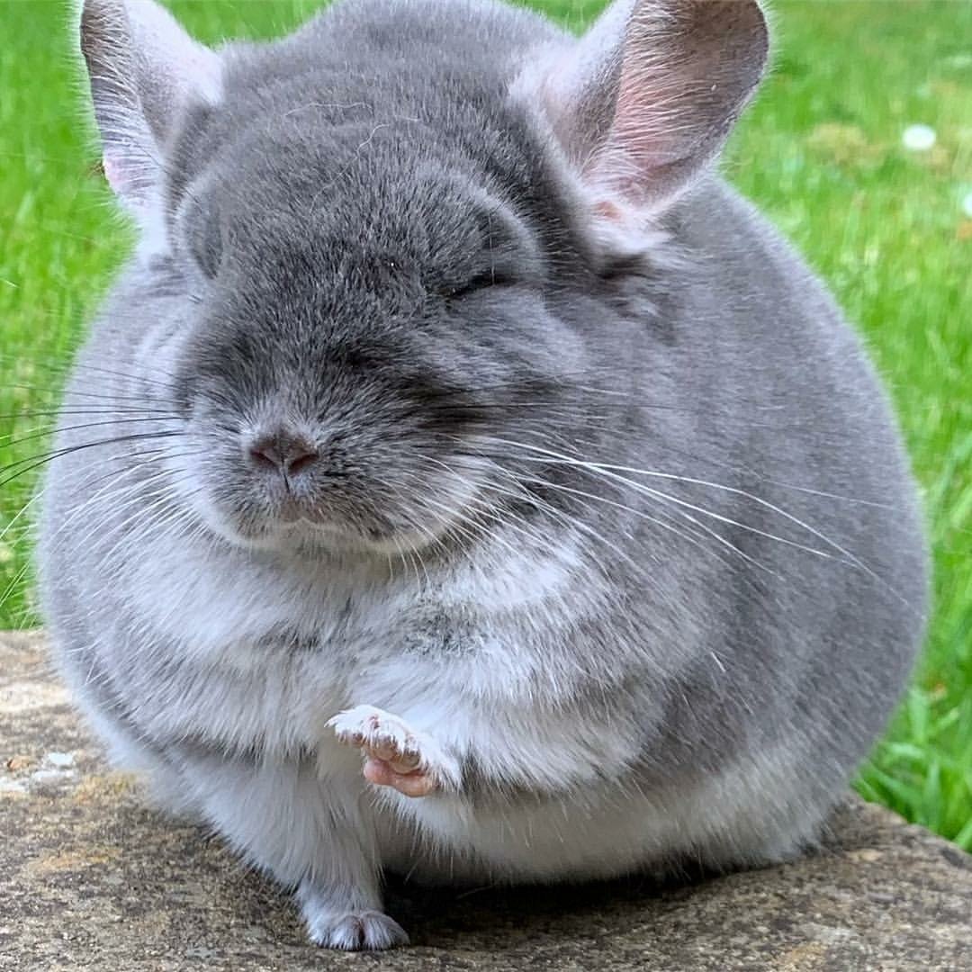 Попа шиншиллы