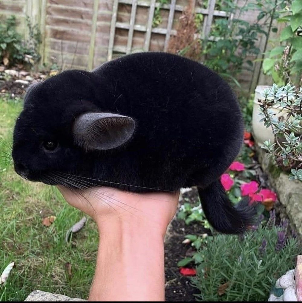 Японская шиншилла