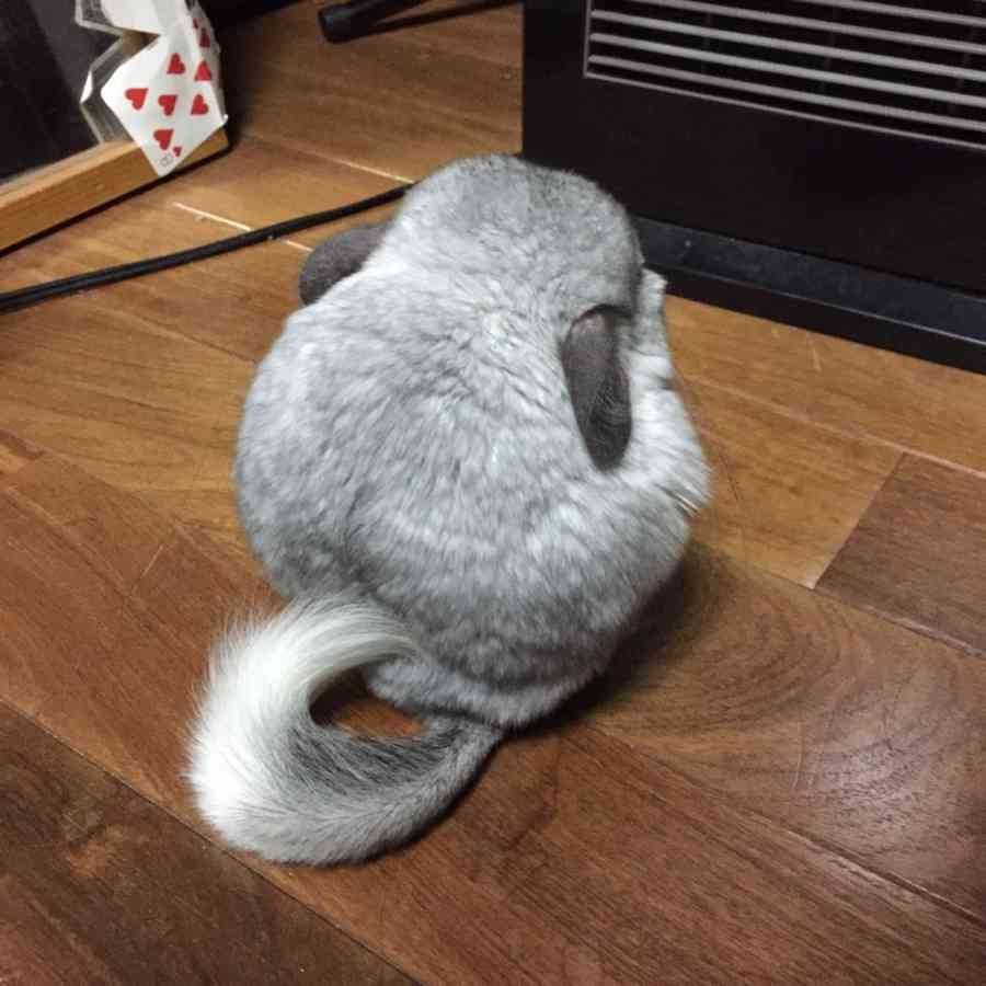 Шиншилла противоаллергенная