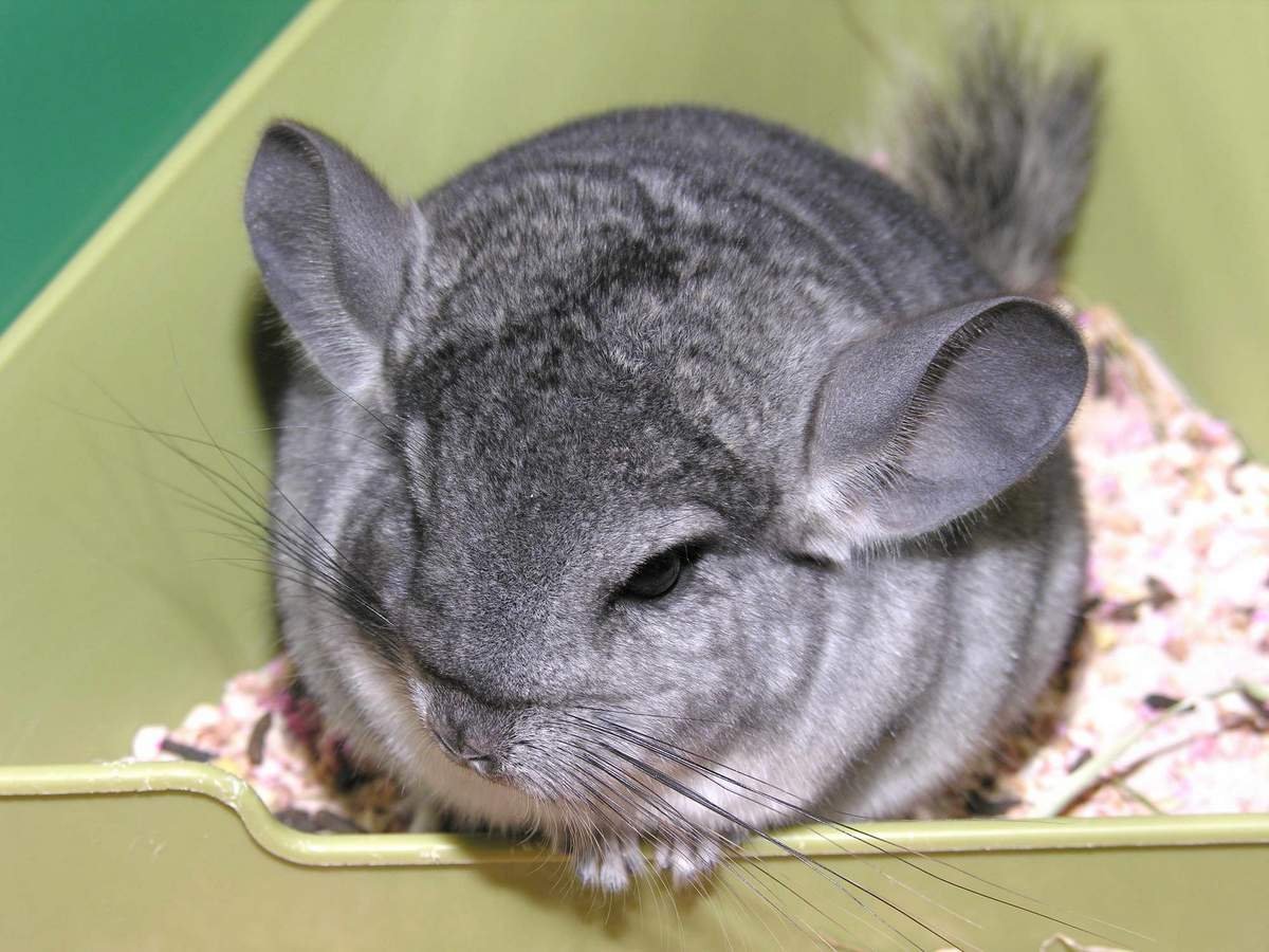 Мини шиншилла