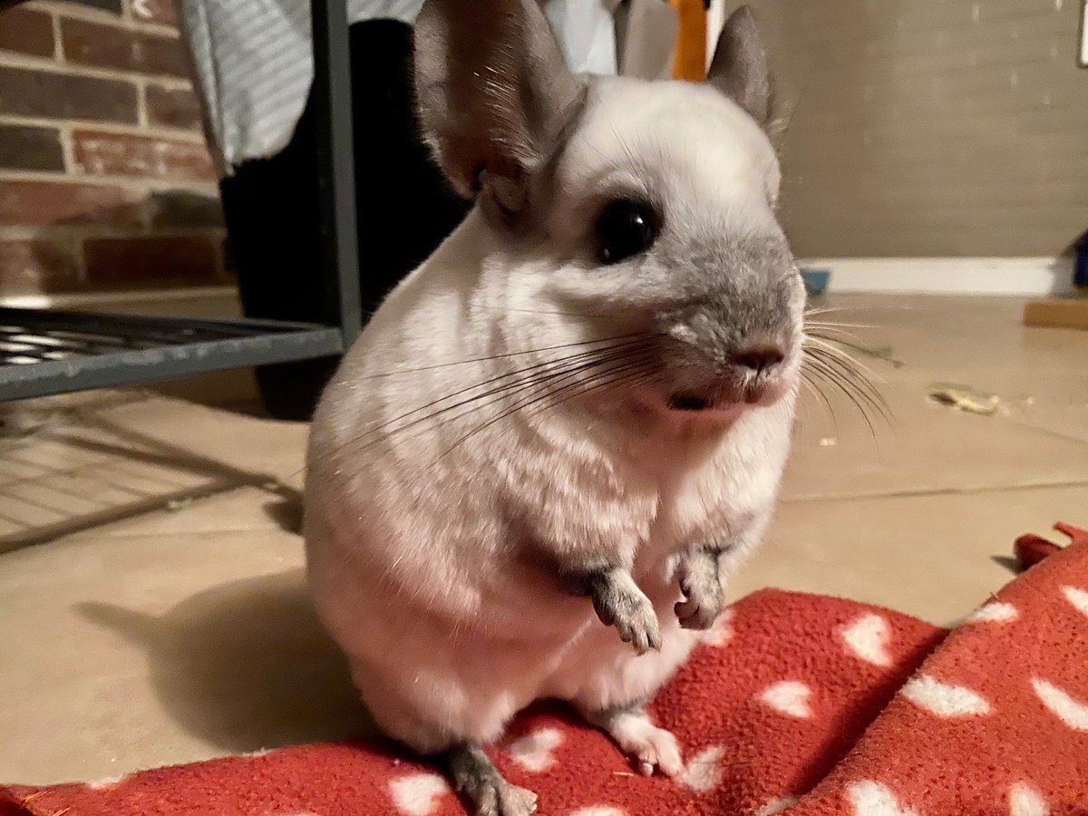 Облысевшая шиншилла