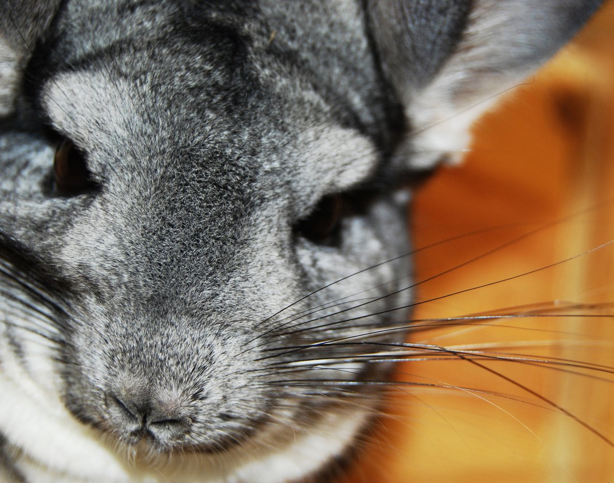 Шиншилла купается