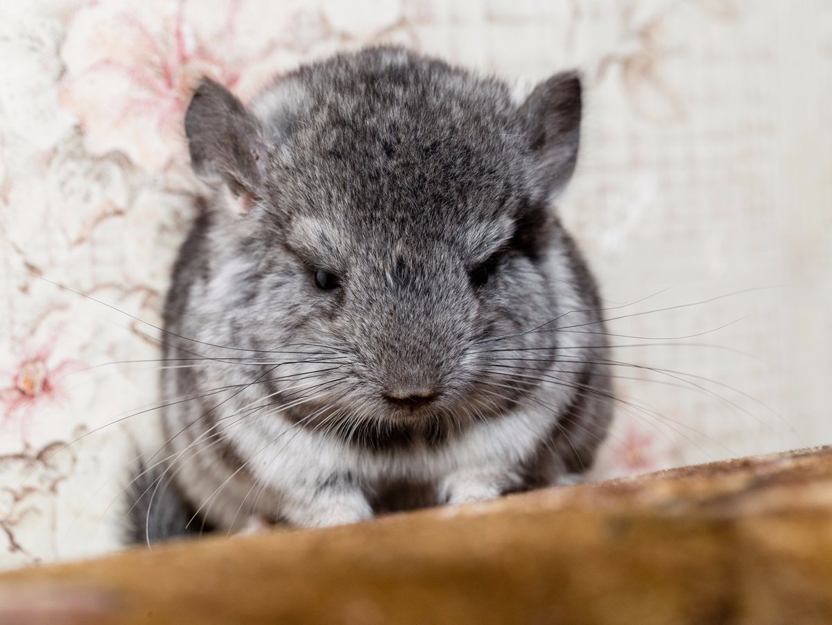 Шиншилла Южная Америка