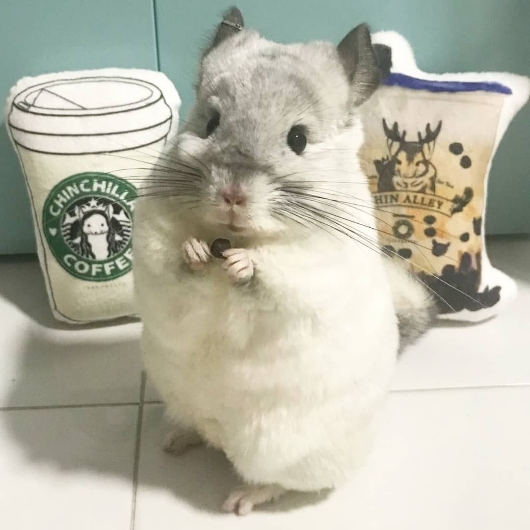 Шиншилла бежевая Веллмана