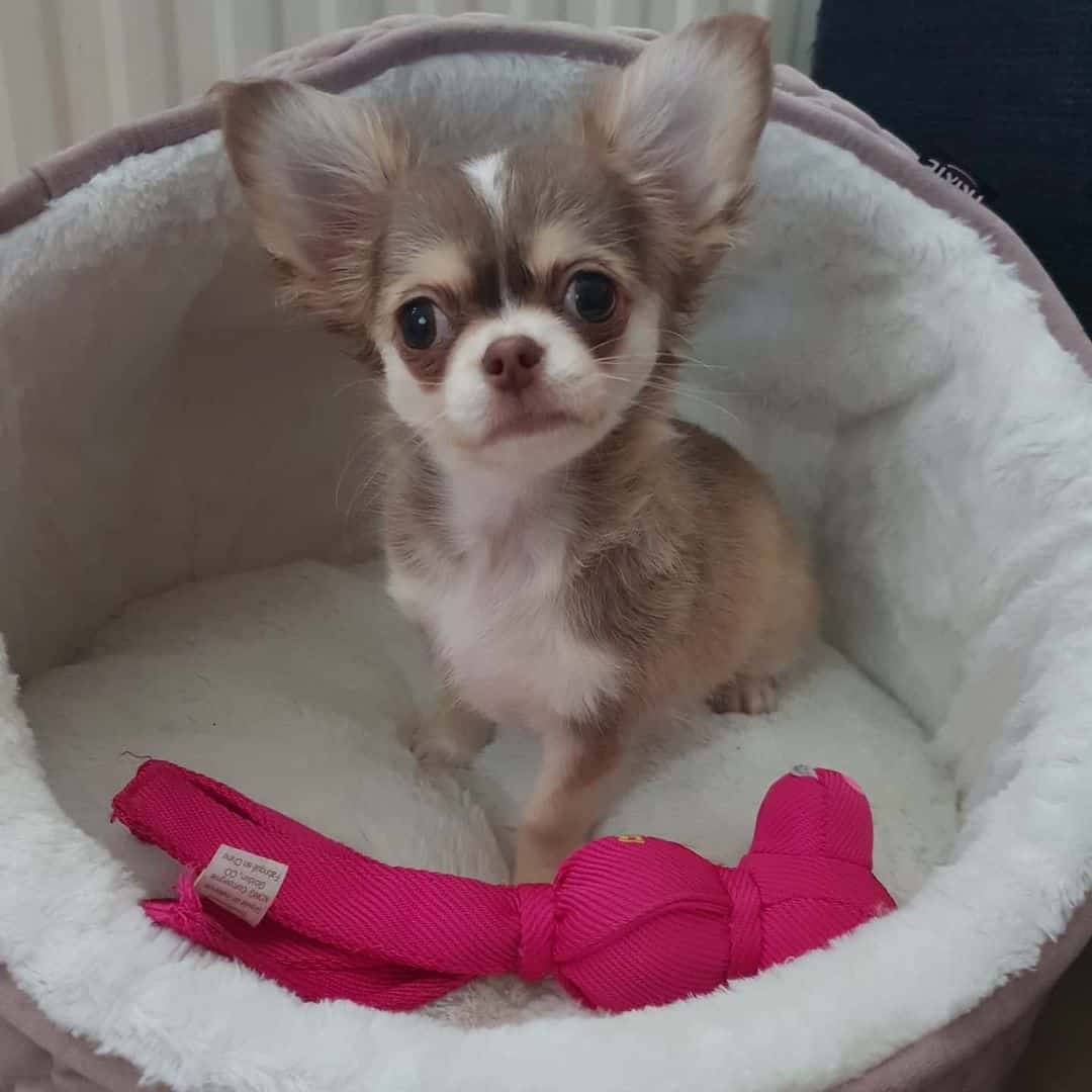 Щенок хаски и чихуахуа