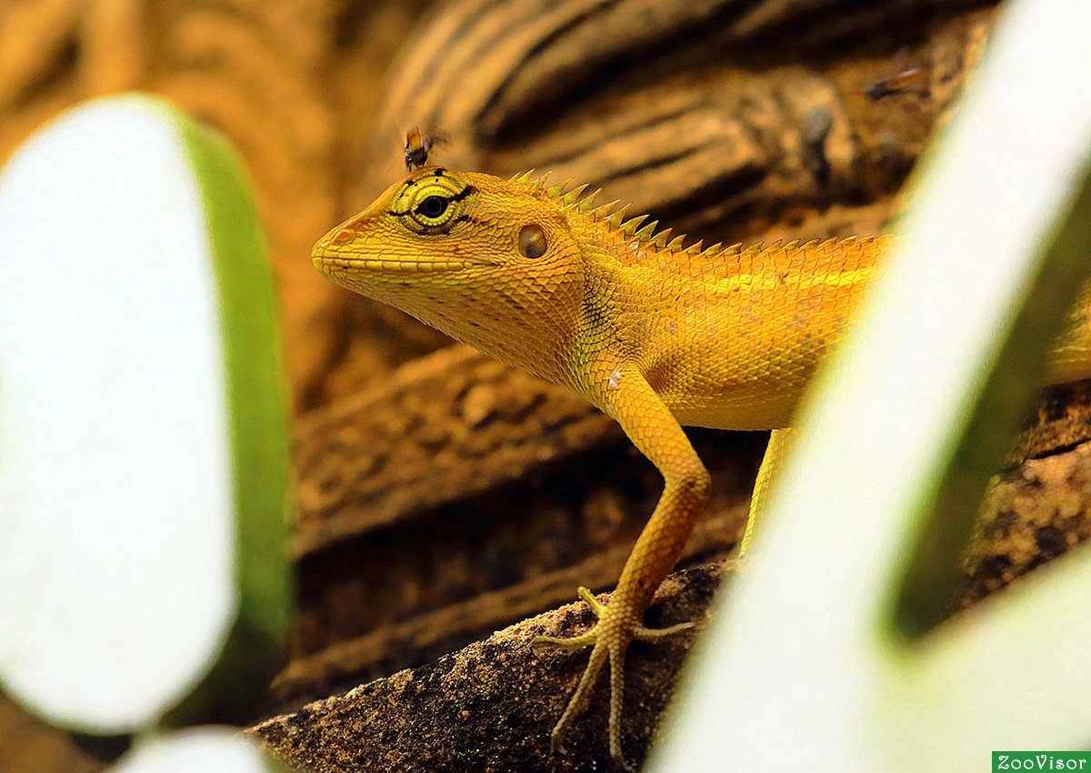 Продаются ящерицы