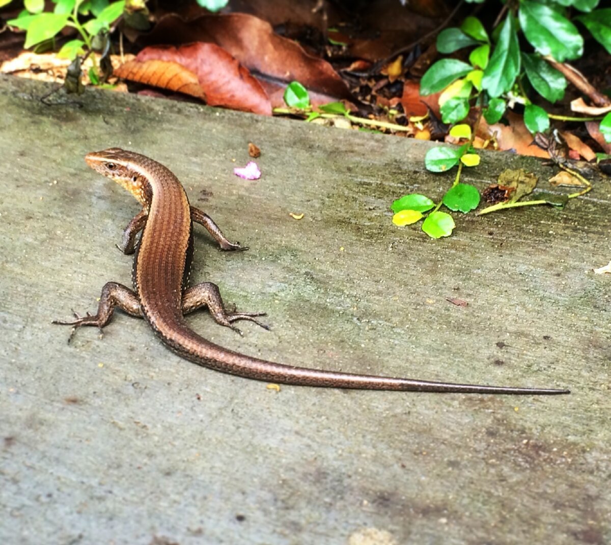 Ящерицы в тайланде маленькие