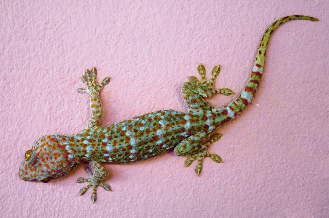Южноафриканский карликовый геккон