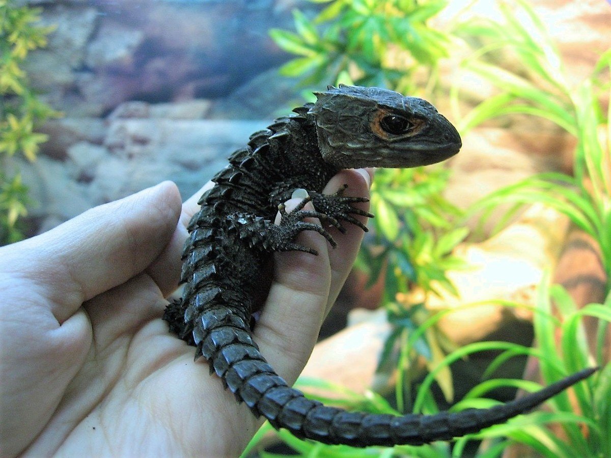 Новогвинейский крокодиловый сцинк