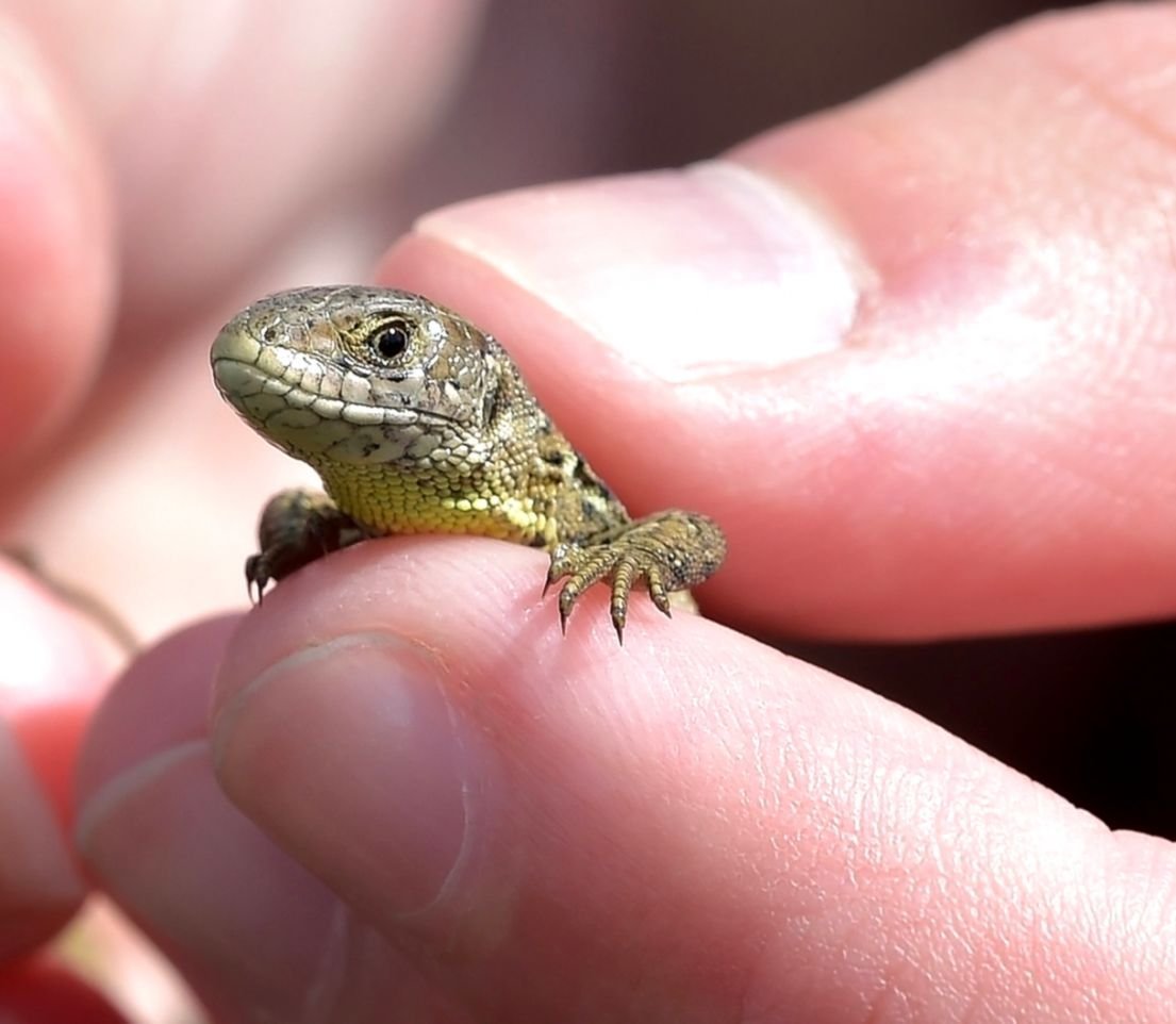 Карликовый геккон Вильямса