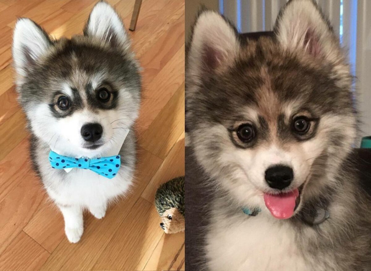 Смесь хаски и шпица