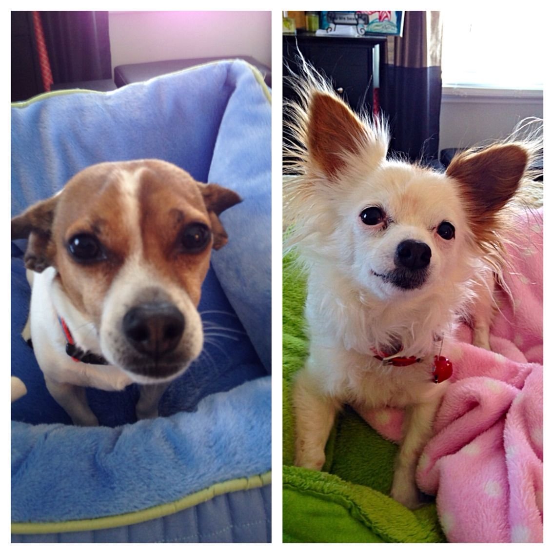 Корги и чихуахуа