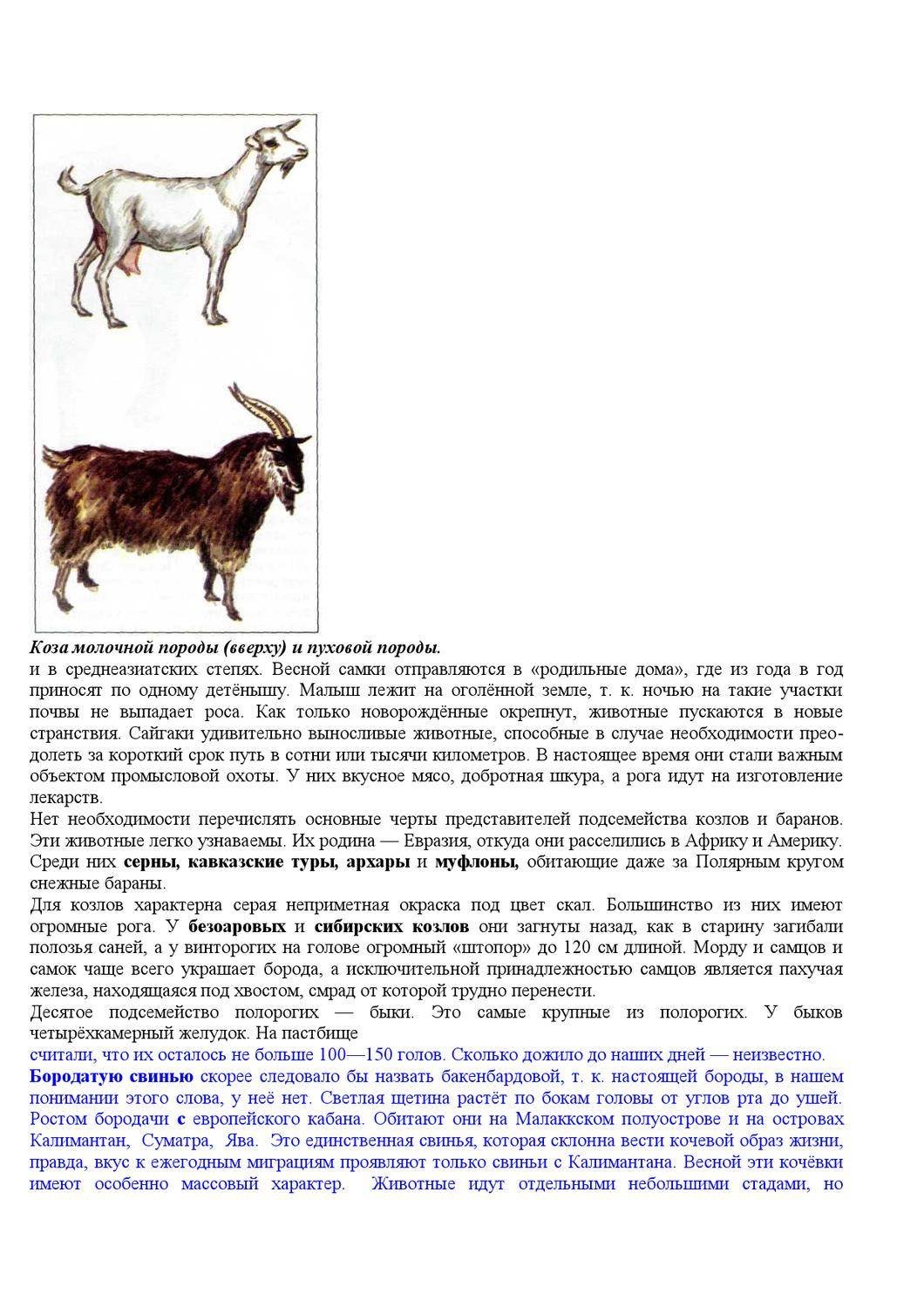 Характеристика пород коз. Морозостойкие породы коз. Молочные породы коз сравнительная таблица. Козы породы Гризон. Породы дойных коз с фотографиями названиями и описанием.