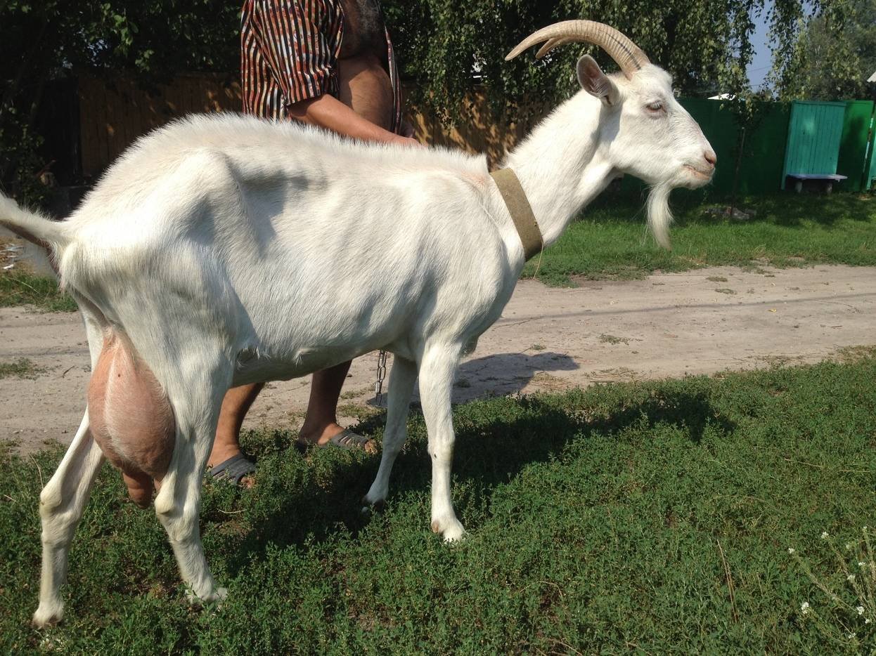 Зааненская коза. Заа́ненская порода коз. Зааненская коза дойная. Аннинская порода коз. Породы дойных коз